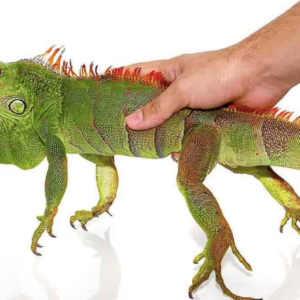 2-3 Foot Green Iguana For Sale