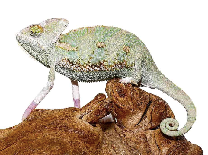 Translucent Veiled Chameleon For Sale (6-8 Inch)