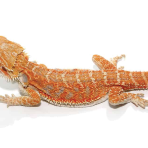 8-10 Inch Hypo Inferno Blue Bar Bearded Dragon For Sale