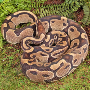 Adult Het Albino Pied Ball Python