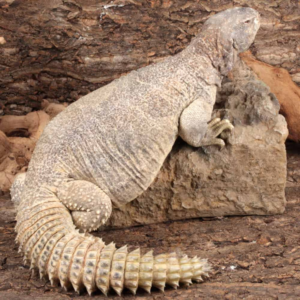 Adult Giant Saudi Arabian Uromastyx For Sale