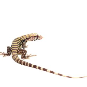 Albino Blue Tegu For Sale