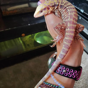 Albino Cherry Ice Tegu For Sale