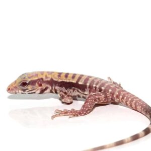 Albino Lemon Ice Tegu For Sale