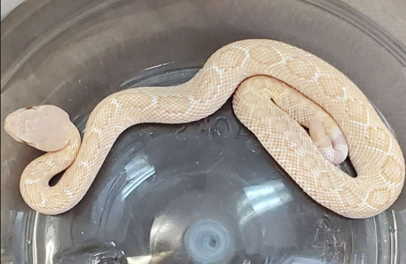 Albino Western Diamondback Rattlesnake For Sale