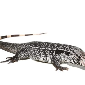 Anery Snowmaker Tegu For Sale