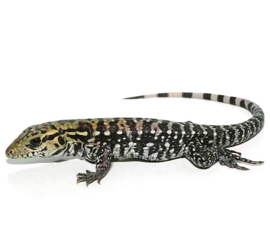 Anery Super Red Tegu For Sale