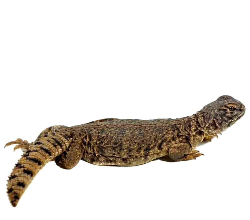 Baby Dispar Uromastyx For Sale