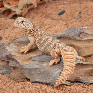 Baby Giant Saudi Arabian Uromastyx For Sale