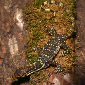 Baby Sumbawa Water Monitor For Sale