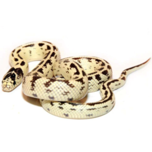 Banana California Kingsnake for Sale