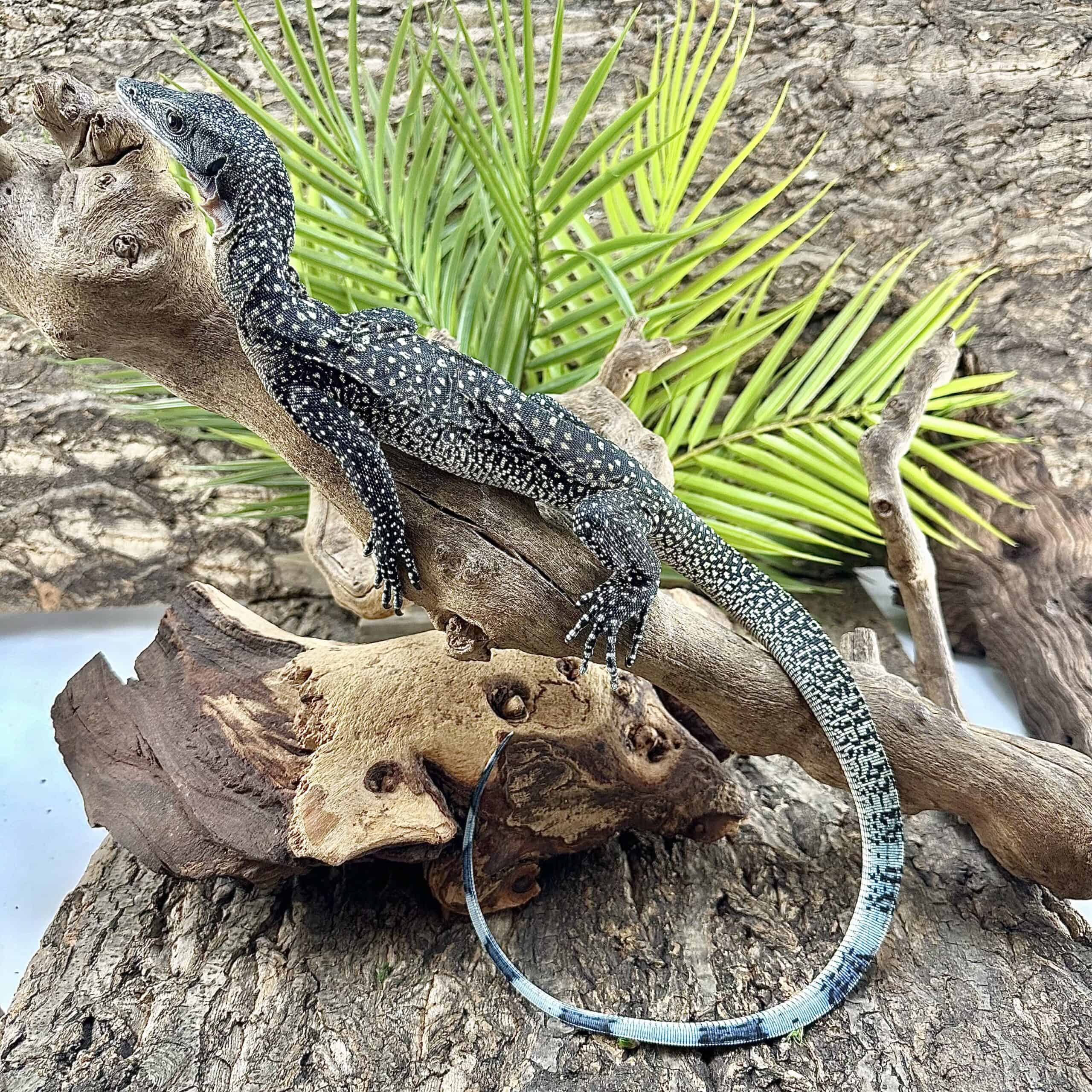 Batanta Island Peach Throat Monitor For Sale