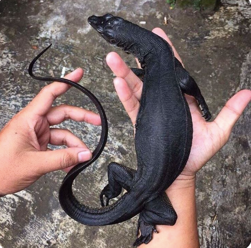 Black Tree Monitor for Sale