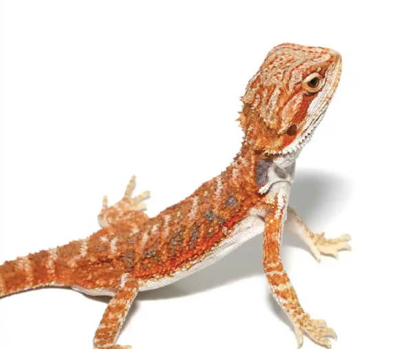 Blue Bar Bearded Dragon For Sale