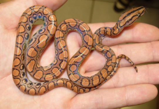 Brazilian Rainbow Boa for Sale
