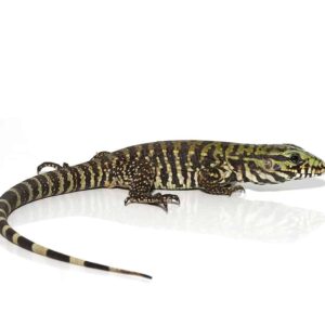 Bruiser Tegu For Sale