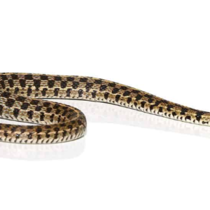 Checkered Garter Snake For Sale