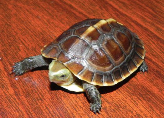 Chinese Box Turtle for Sale