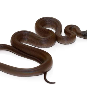 D’alberts Python for Sale