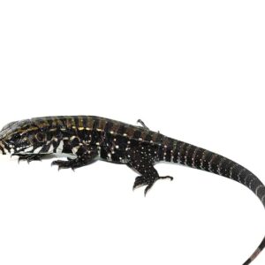 Deep Purple Tegu For Sale