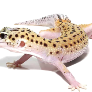 Eclipse Leopard Gecko For Sale