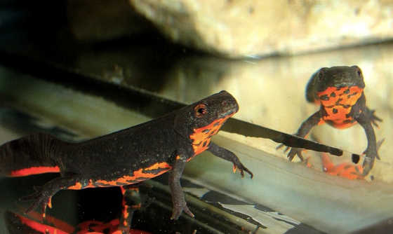 Fire Bellied Newt for Sale