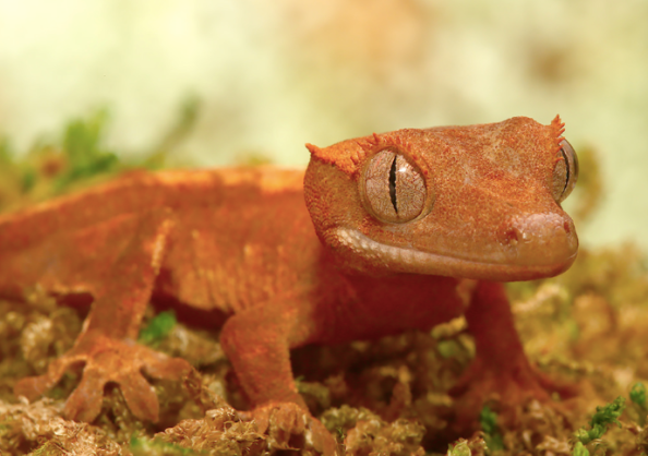 Flame Dalmatian Crested Gecko For Sale
