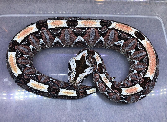 Gabino Viper For Sale