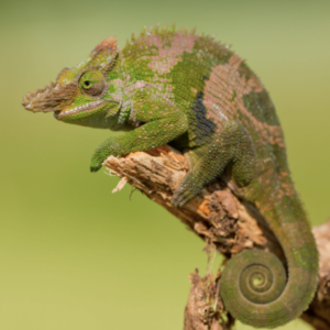 Giant Fischer’s Chameleon for Sale