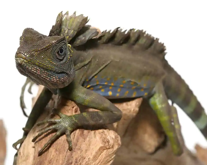 Great Anglehead Lizard For Sale