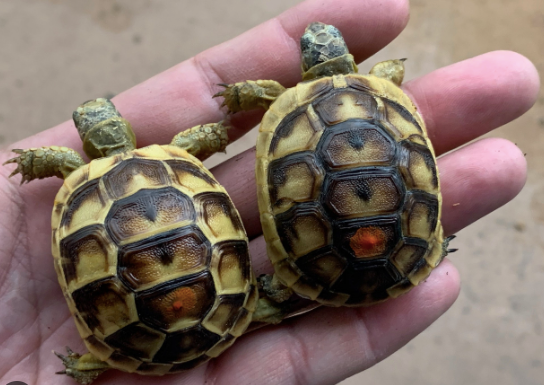 Greek Tortoise for Sale