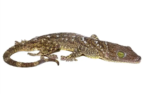 Green Eye Gecko for Sale