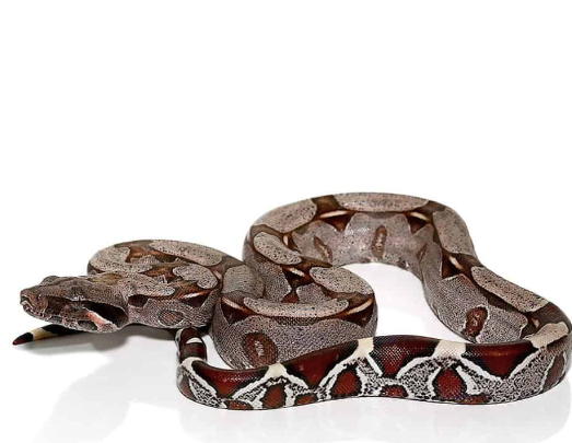 Guyana Red Tail Boa for Sale