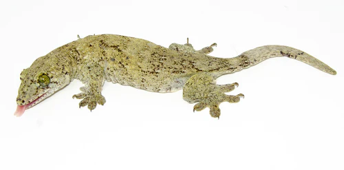 Halmahera Giant Gecko for Sale