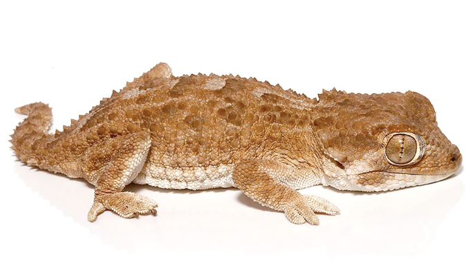 Helmeted Gecko For Sale