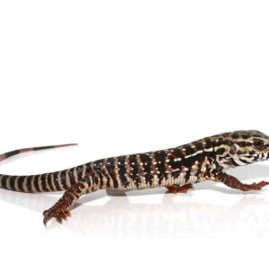 High White Red Tegu For Sale