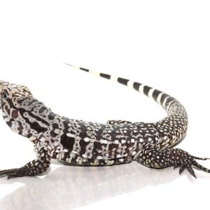 Ice Tegu For Sale
