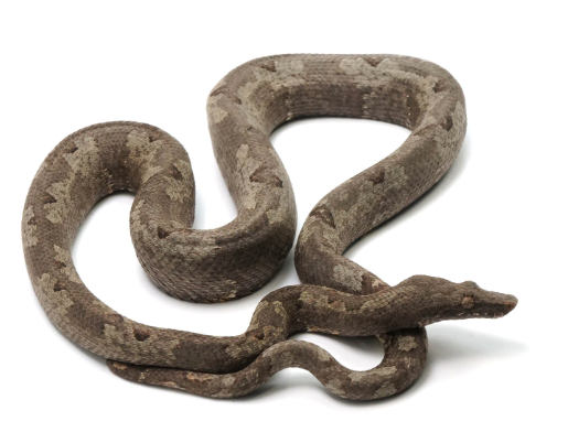 Indonesian Tree Boa for Sale
