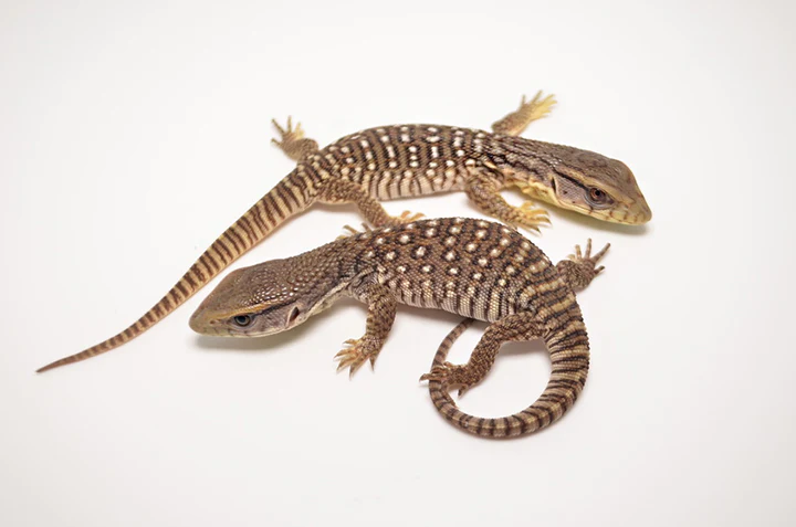 Juvenile South African White Throat Monitor For Sale