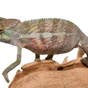Panther Chameleon for Sale