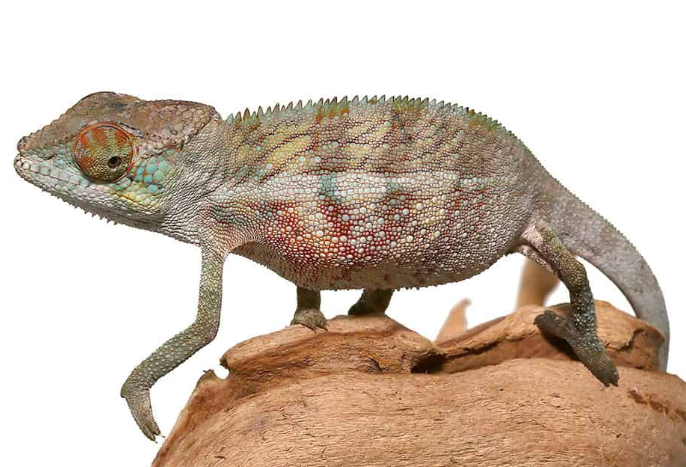 Panther Chameleon for Sale