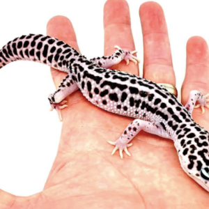 Leopard Gecko for Sale