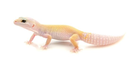 Leucistic Leopard Gecko for Sale