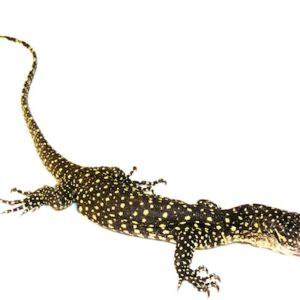 Indonesian Mangrove Monitor for Sale