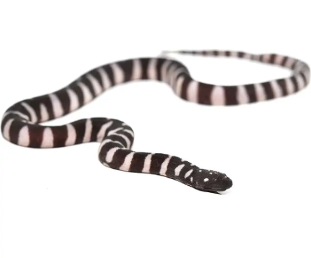 Marine File Snake for Sale
