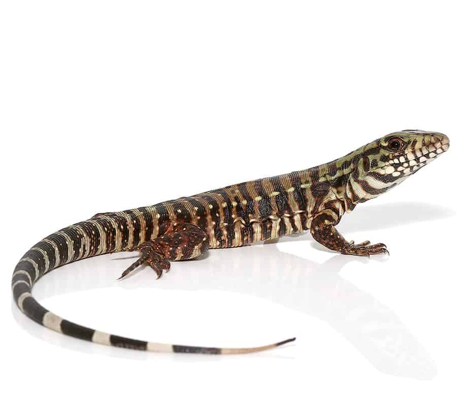 ‘Merica Tegu For Sale