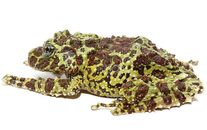 Mossy Tree Frog For Sale