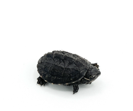 Musk Turtle for Sale