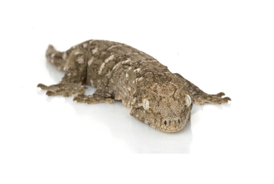 New Caledonian Gecko for Sale
