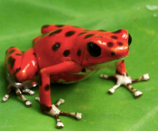 Nicaragua Strawberry Dart Frog For Sale